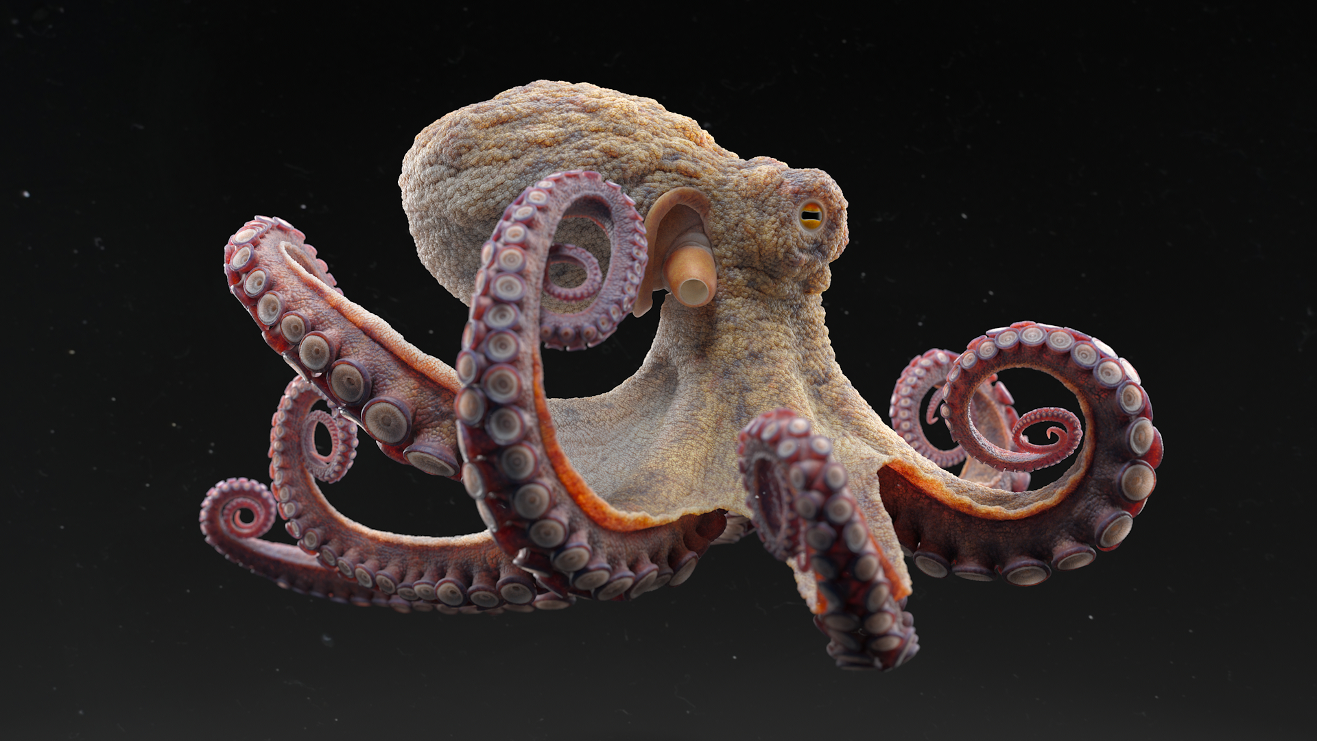 Octopus_lookDev_turntableRig_v020_2K_0090