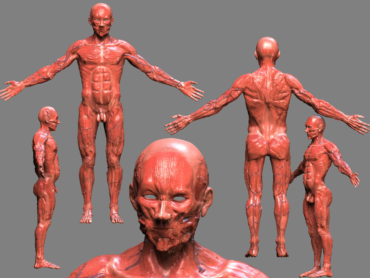 finalmusclesperhaps.jpg