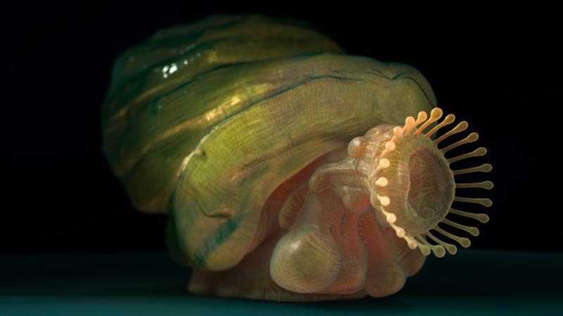 snailRender01.jpg