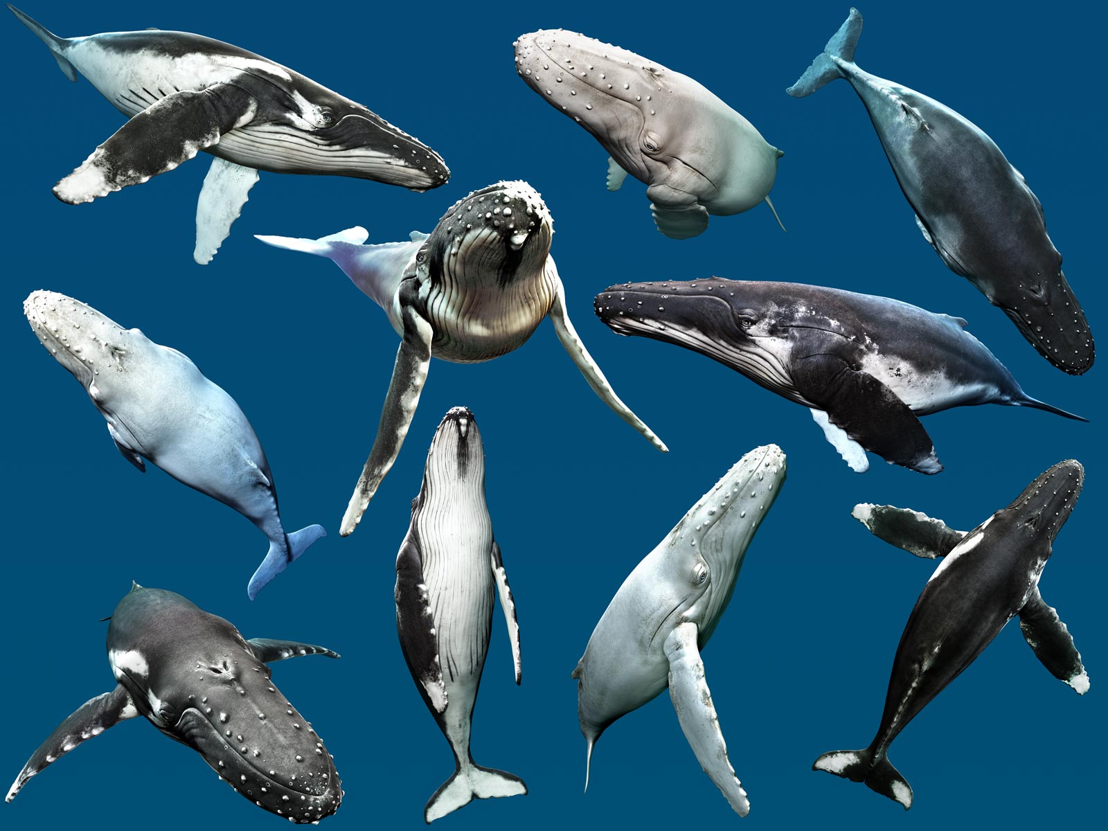 [Complete-Image]-Humpback--.jpg