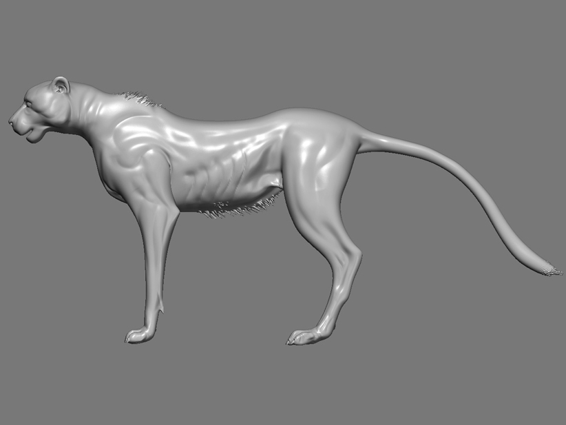 cheetah_02.jpg
