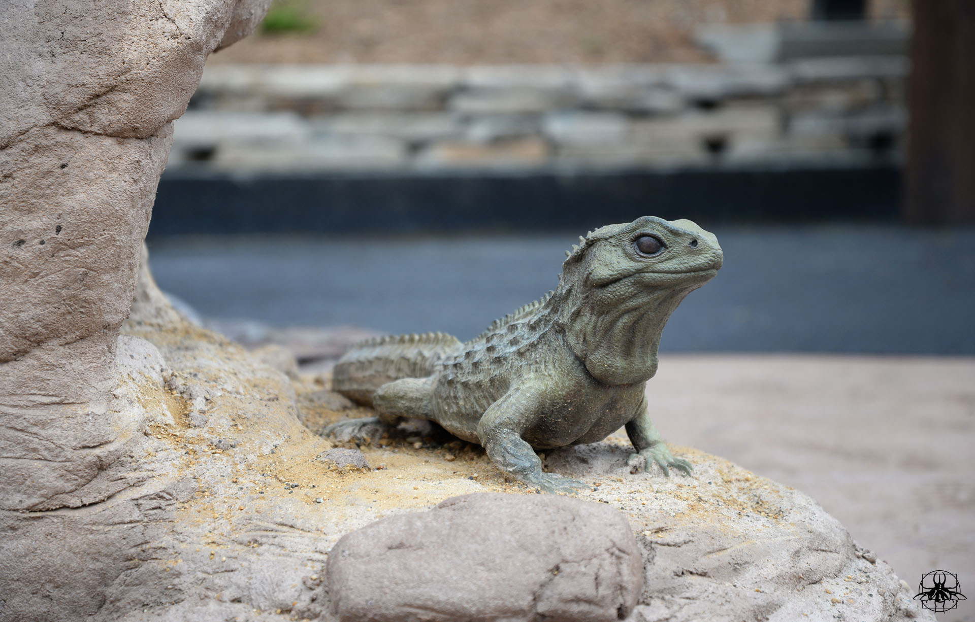 Tuatara_02.jpg
