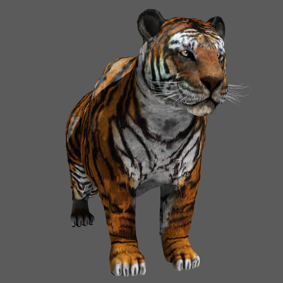 tiger.jpg