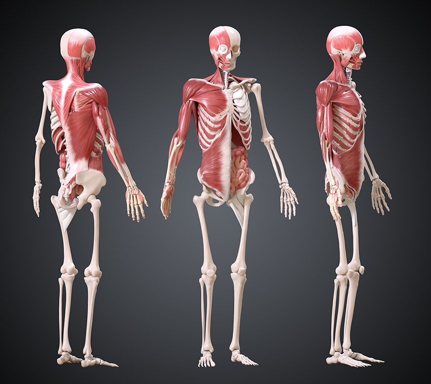 muscle anatomy8.png