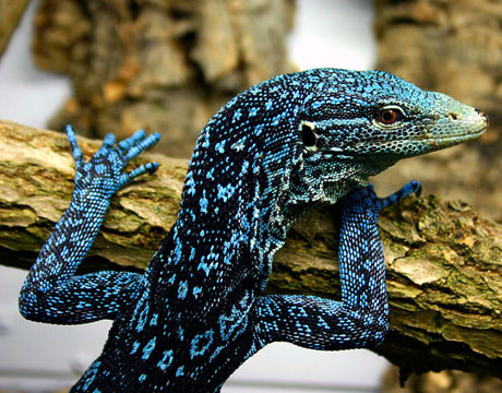 varanus-macraei-monitor-lizard-lg.jpg