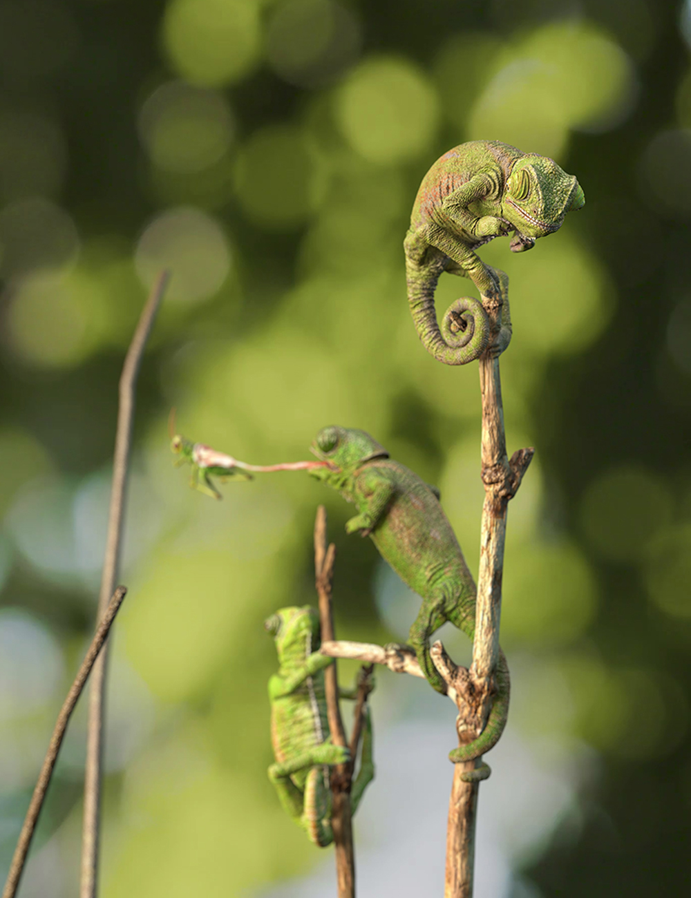 Young chameleon scene 2_ZC.jpg