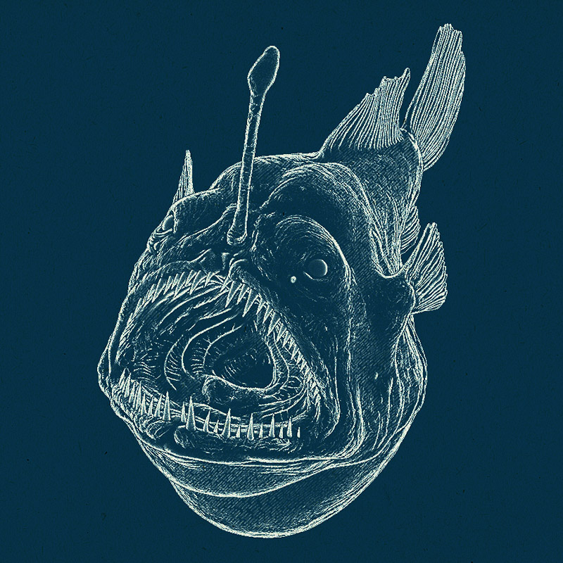 anglerfish_npr_02_byDirkWachsmuth