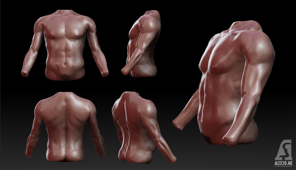 torso_small.jpg