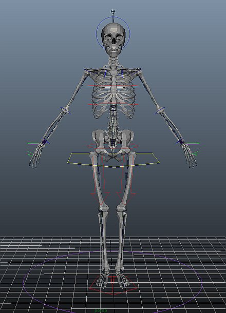 HumanSkeleton.jpg