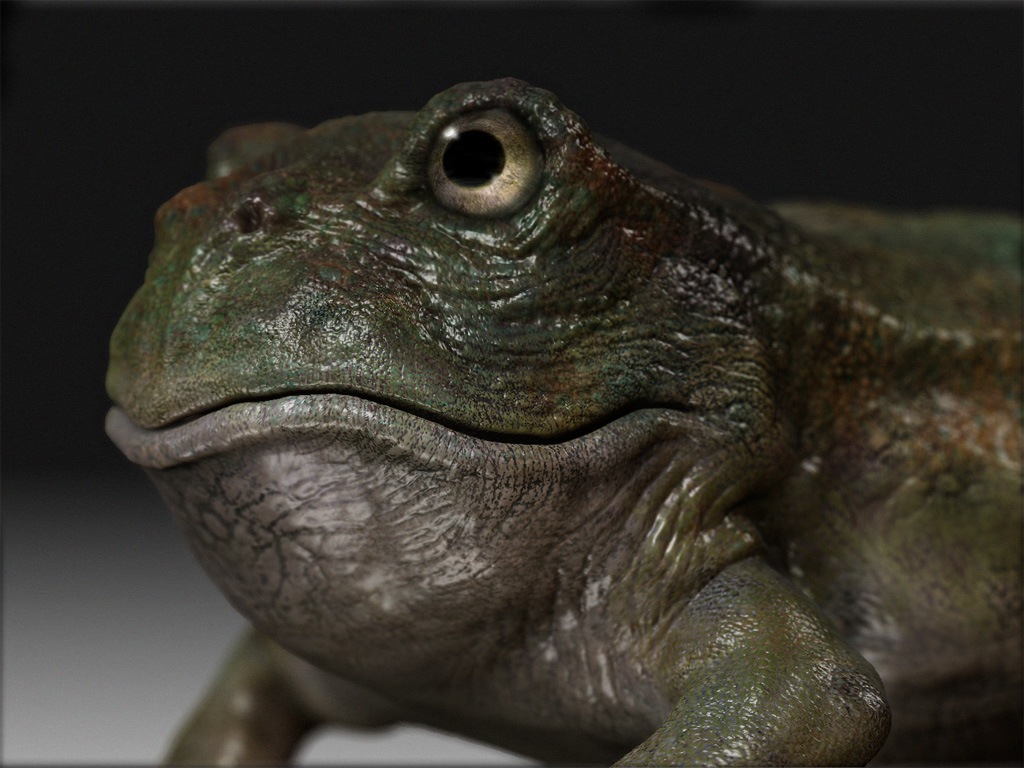 final_frog_web.jpg