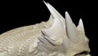 SCALED SKULL 3.jpg