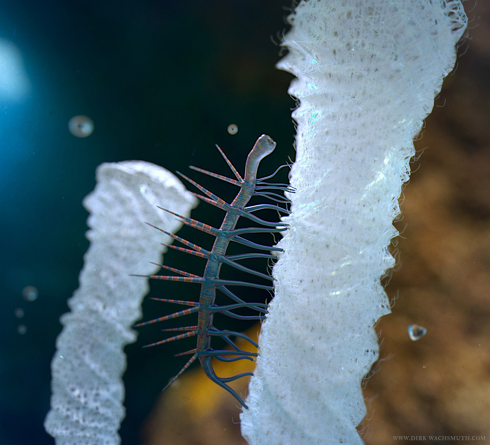 hallucigenia_render_1_dirkwachsmuth_zbc.jpg