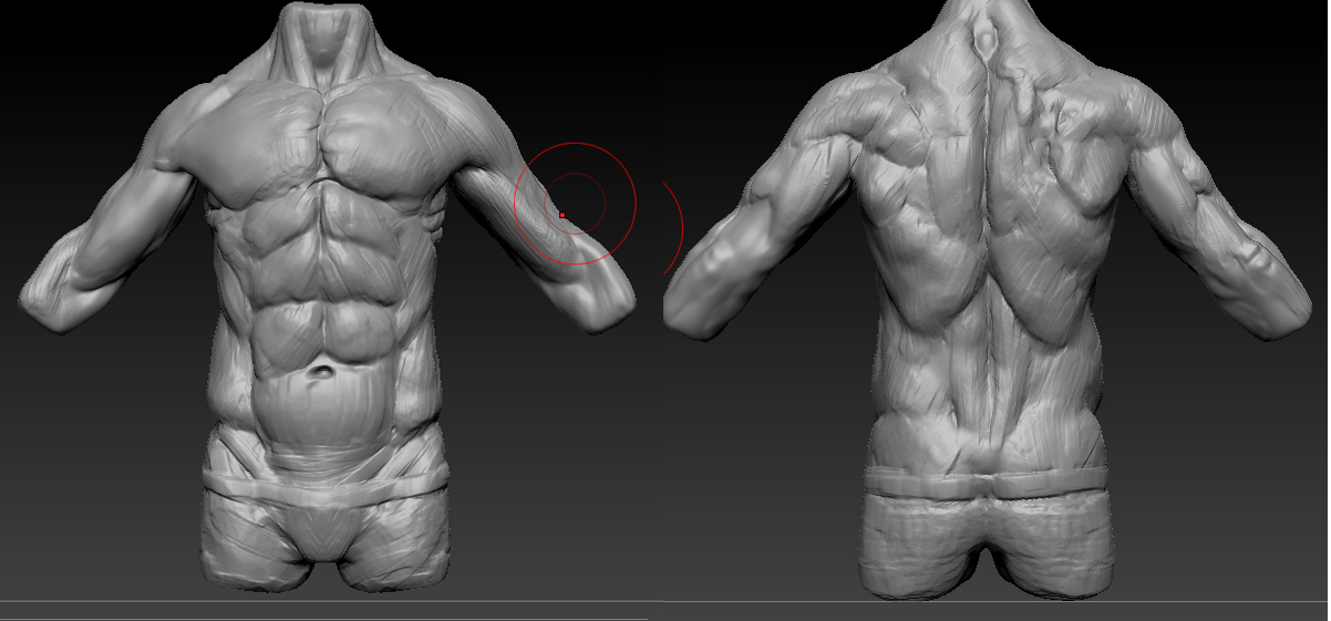 Torso_Week_2DEgree45.jpg