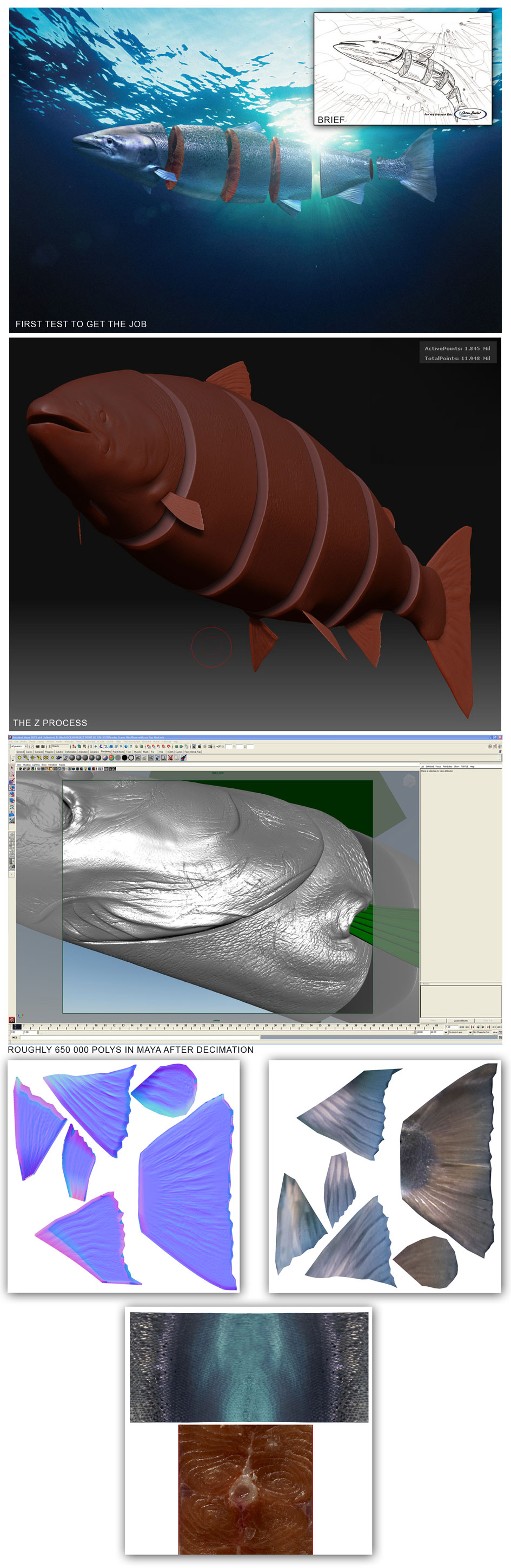 THE-PROCESS-FISH.jpg