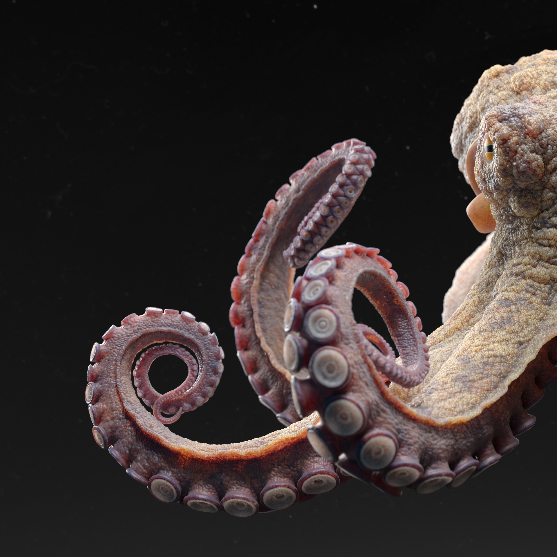 Octopus_lookDev_square01_v020_2K_0001