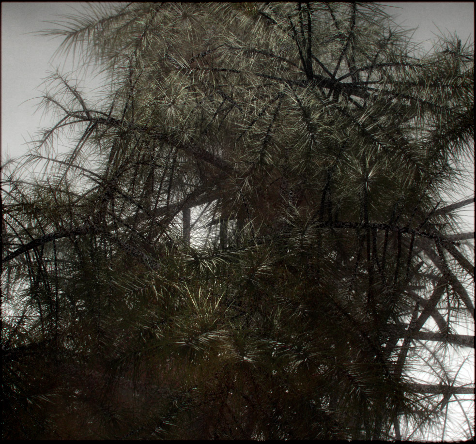 ptree1.jpg