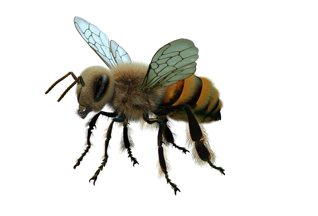 bee render.jpg