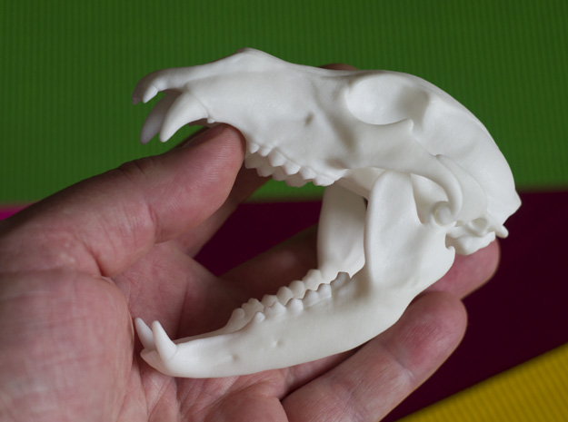 bear-skull-jointed-plastic-3d-print-02.jpg