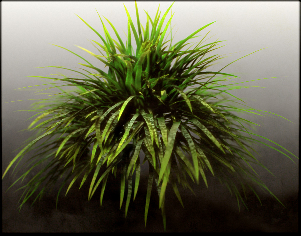 grassStudy.jpg