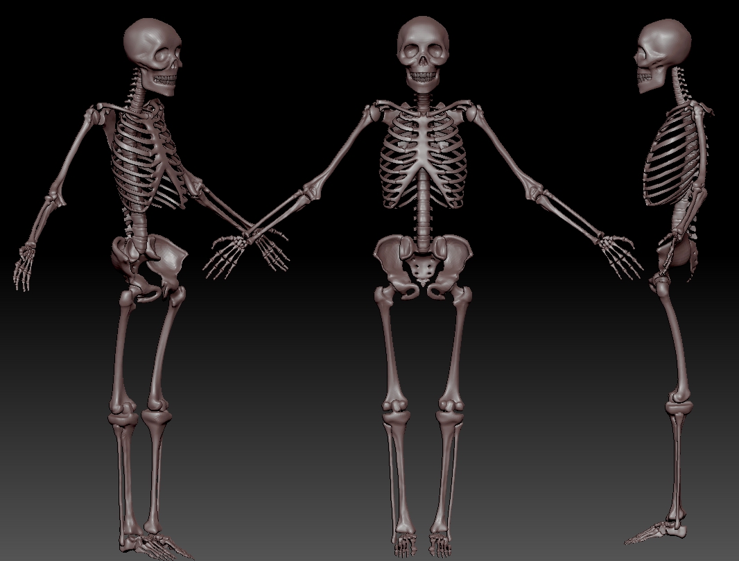 Skeleton.jpg