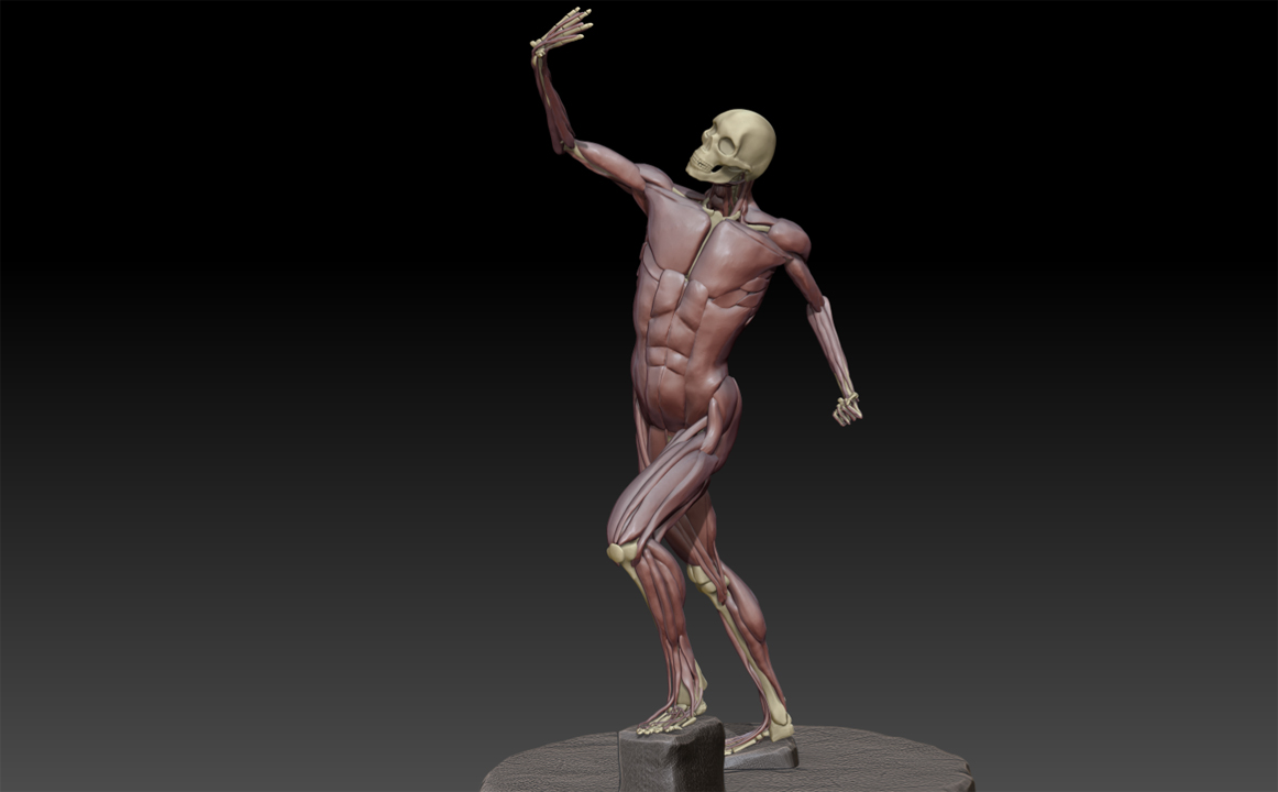 ecorche2.jpg