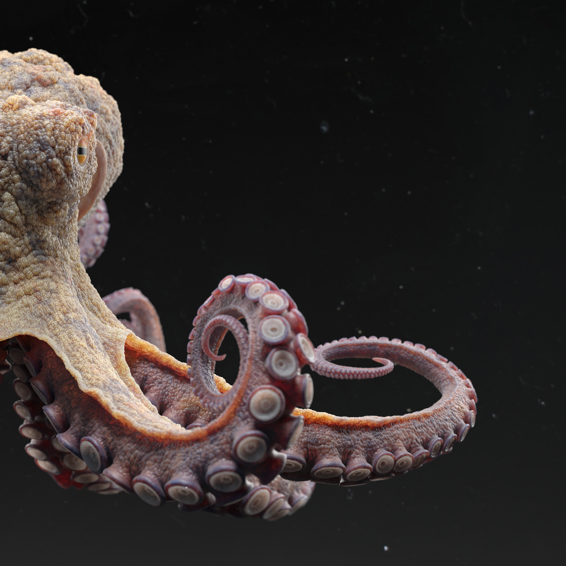 Octopus_lookDev_square02_v020_2K_0001