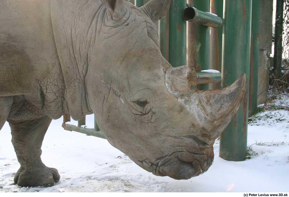 Rhino.jpg