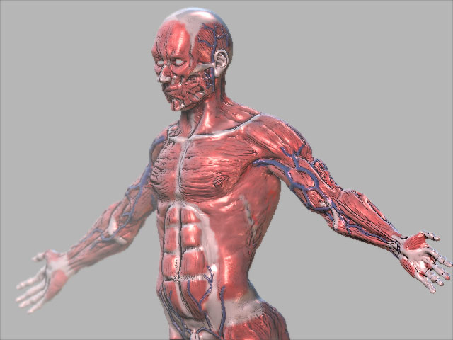 muscleveinspart1.jpg