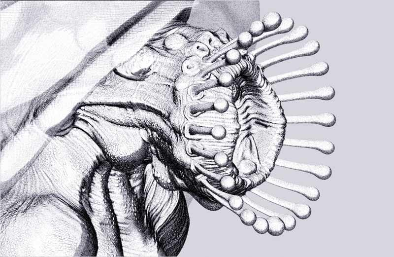 snailIllus06.jpg