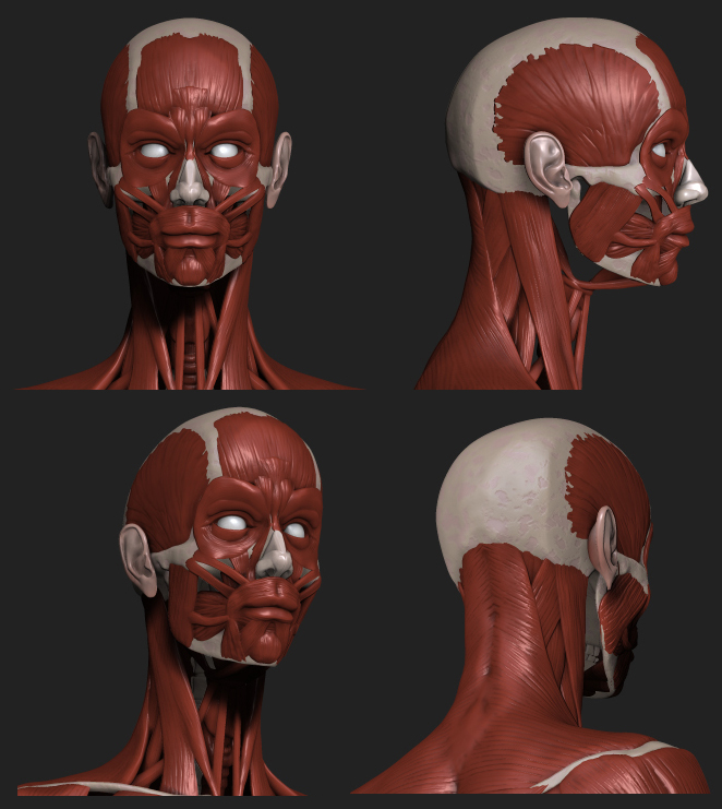Head.jpg