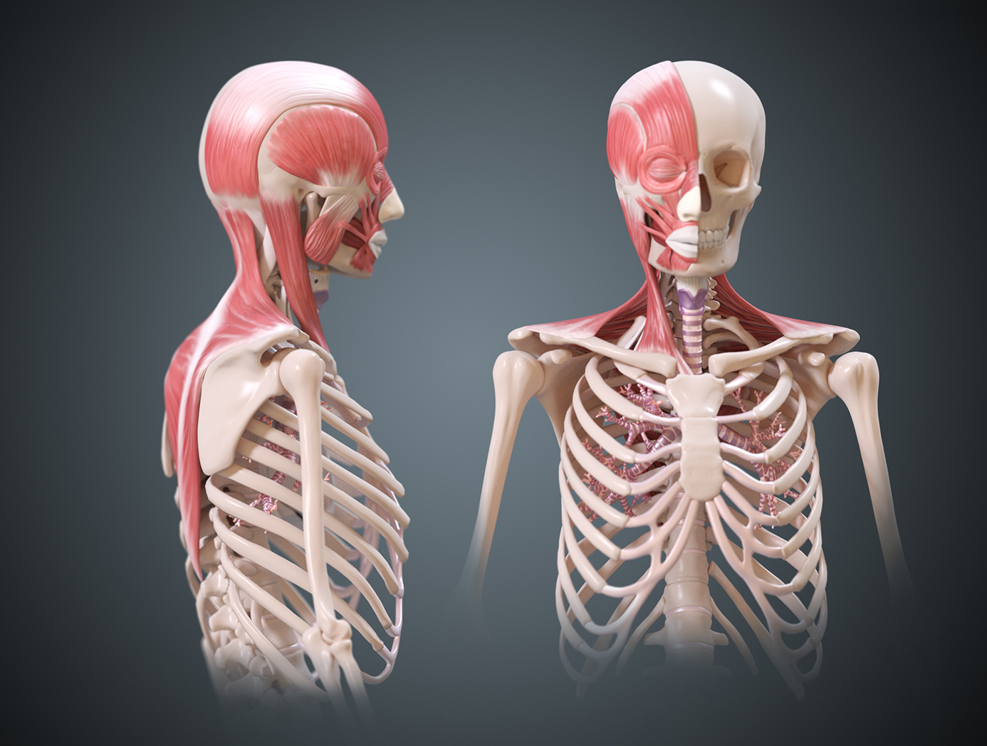 skeleton muscle.jpg