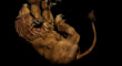 LION FIGHT 18.jpg