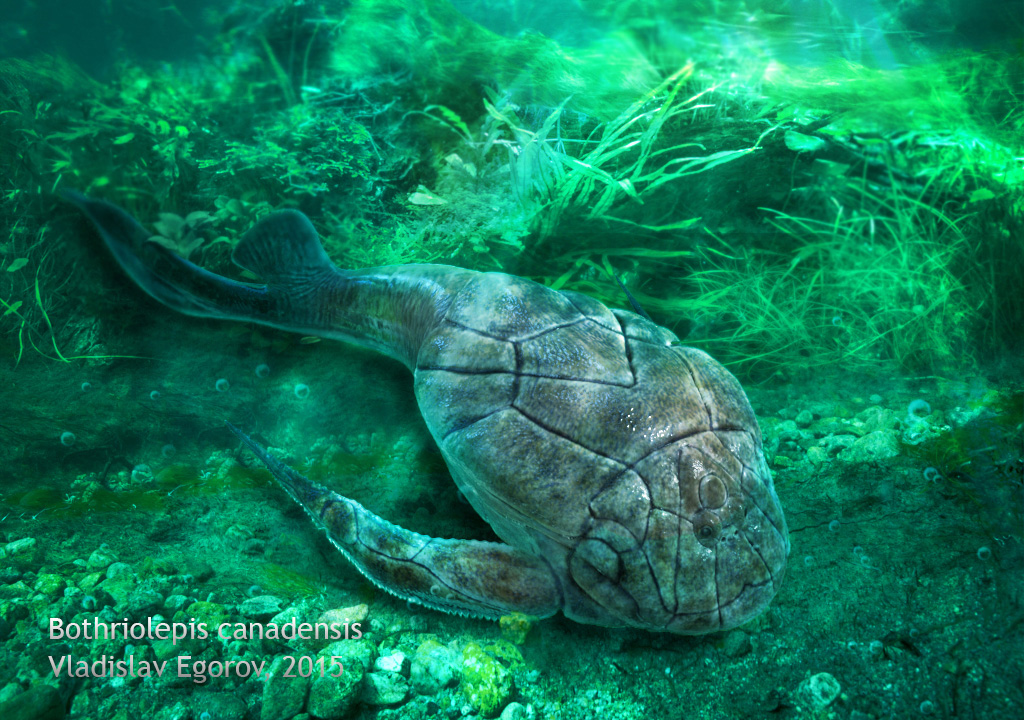 Bothriolepis canadensis.jpg