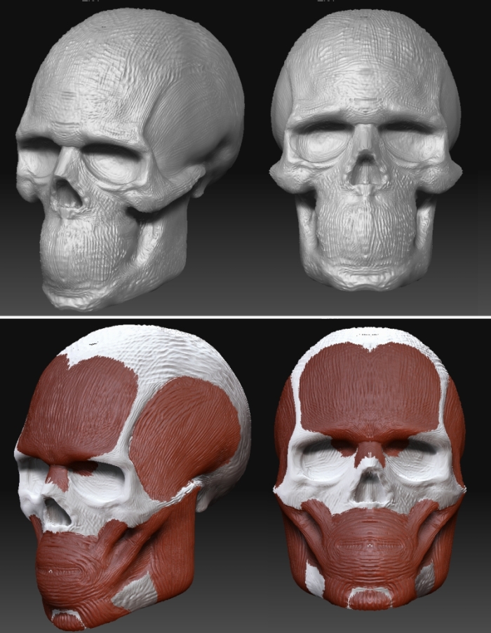 skull_study.jpg