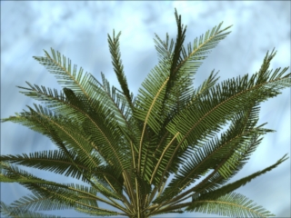palmfrawnEXAMPLE.jpg