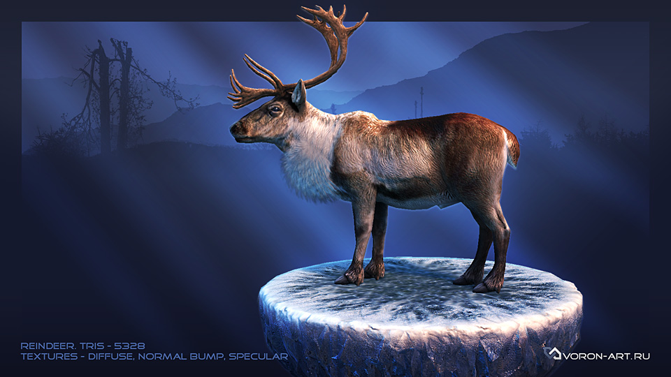reindeer01.jpg