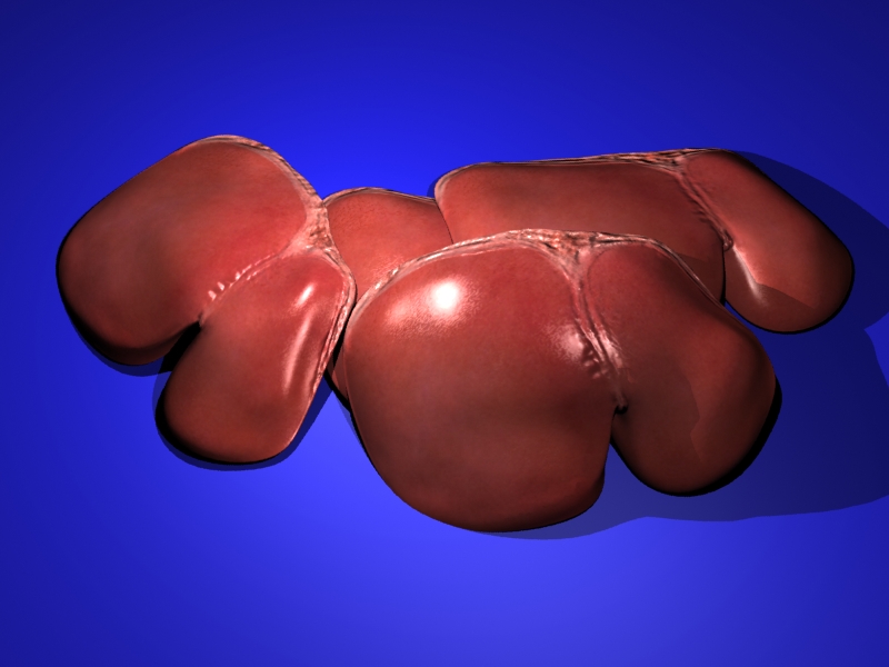 leber_3dsmax.jpg