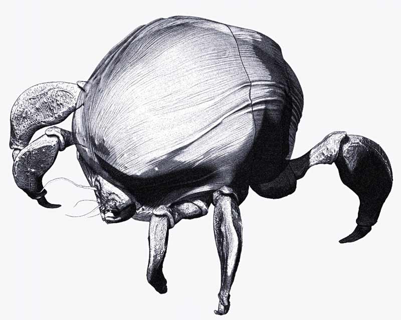 miteIllus04.jpg