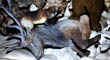 ELK FUR 40.jpg