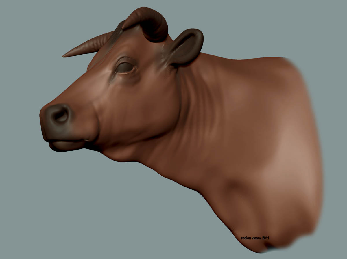 cow1.jpg