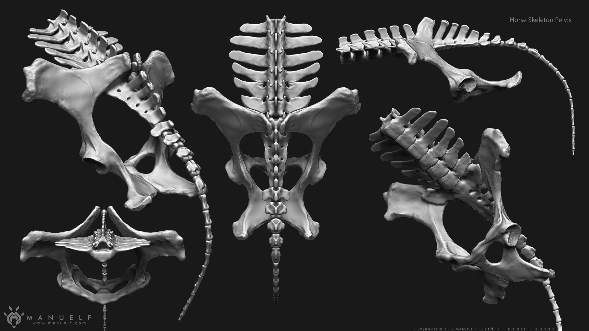 manuelf3d_Horse_Skeleton_3d_Lumbar_Sacrum_Pelvis.jpg