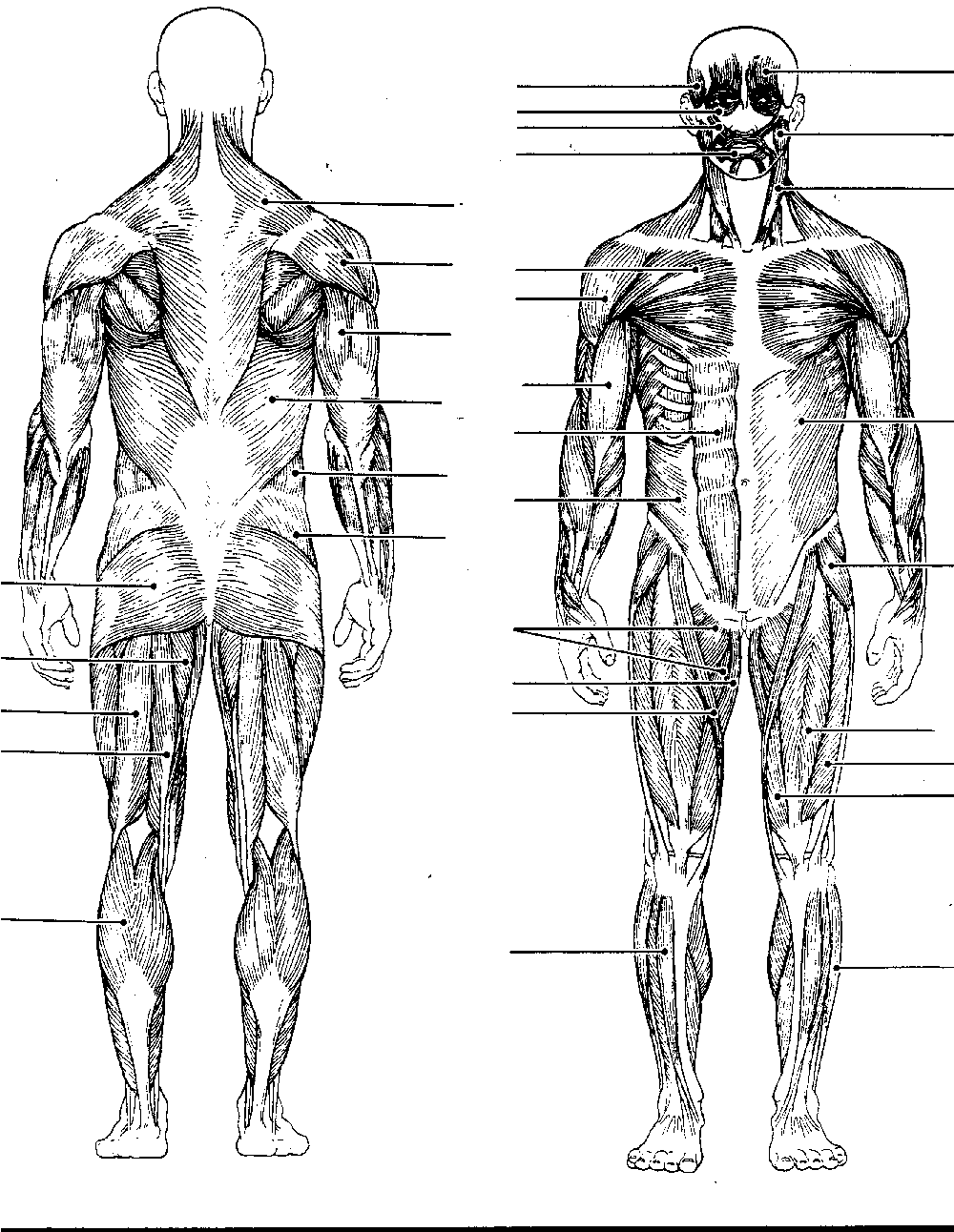 bodymus-.gif
