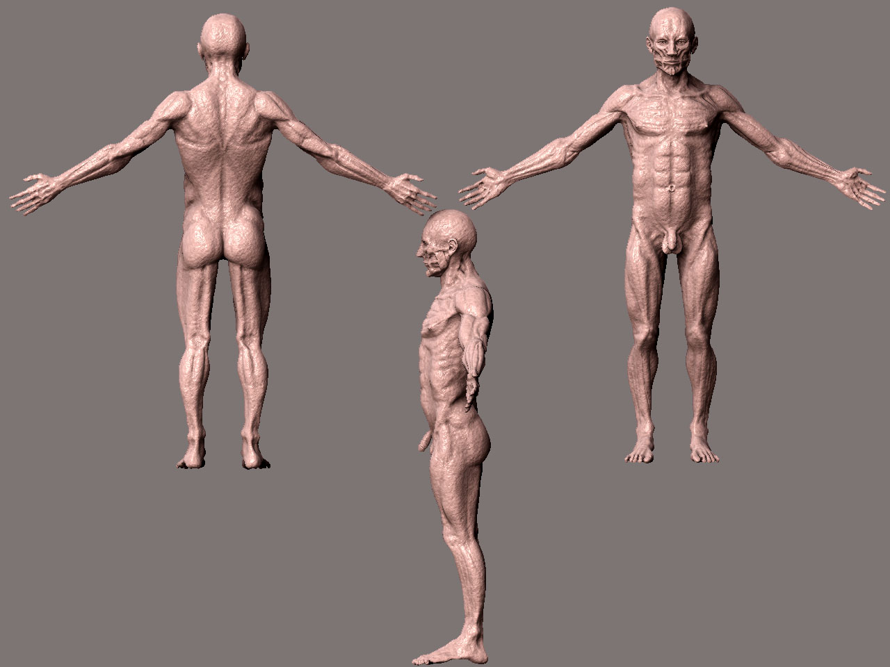 muscleweek6ish.jpg