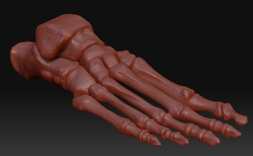 foot_bones_01.jpg