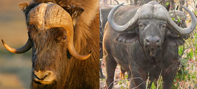 horns.jpg