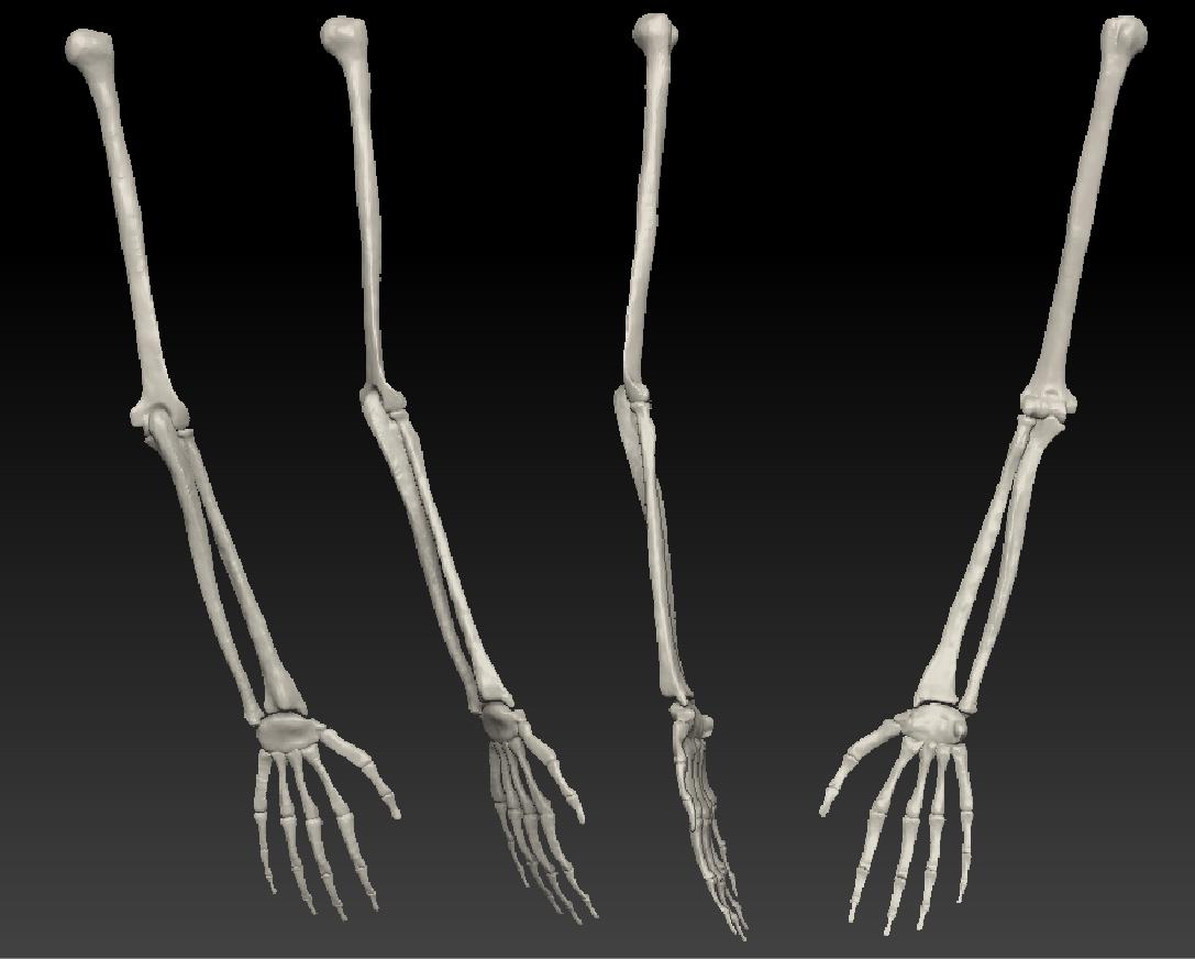 arms_finished.jpg