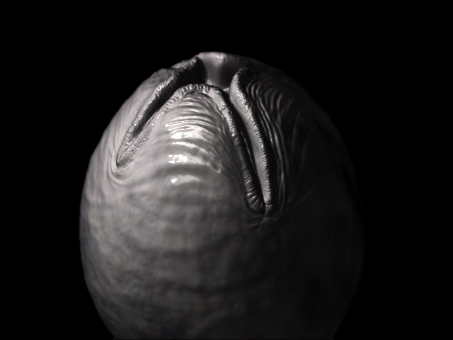 Alien Egg4.jpg