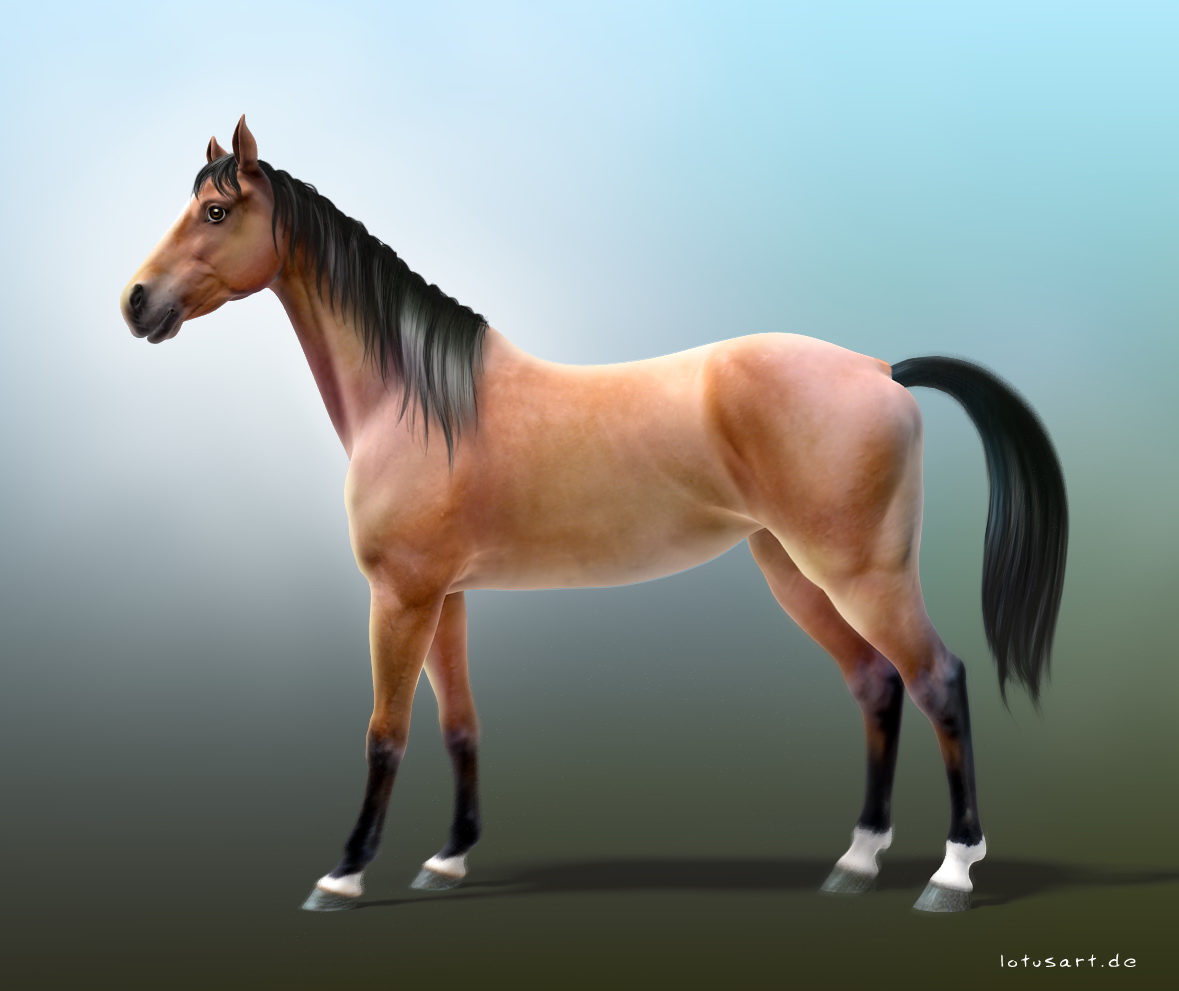 Horse.jpg
