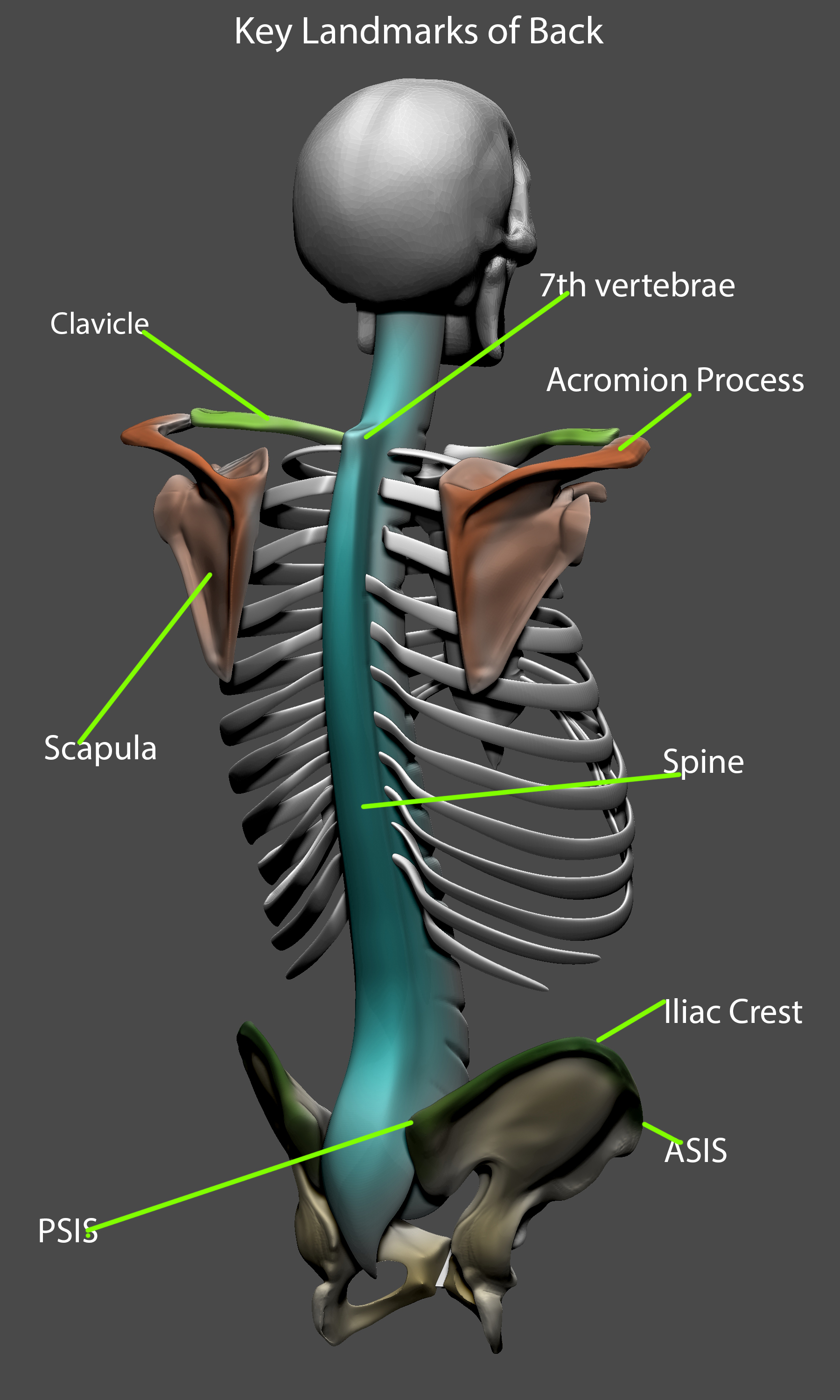 ZBrush Document3.jpg