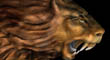 LION 25.jpg